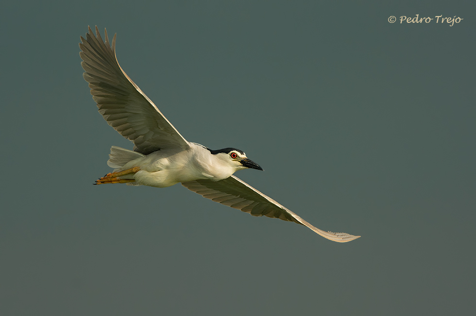 Martinete (Nycticorax nycticorax)